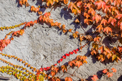 Close-up of autumn leaves