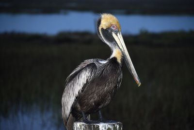 Close-up of a bird