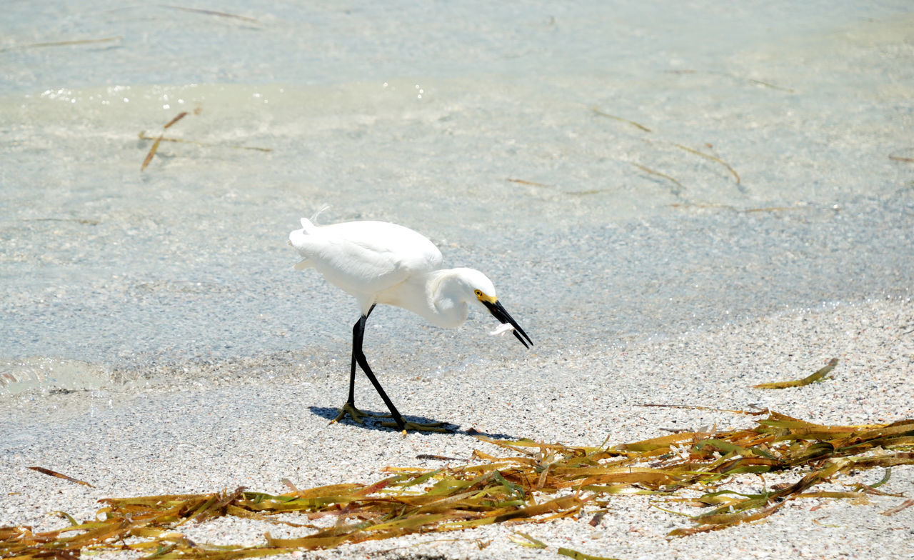 Bird with fish