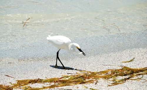 Bird on shore