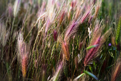 Close-up of wheat growing on field