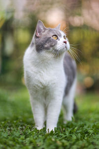 Cat looking away on field