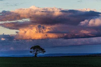 Scenic view of field against sky at sunset