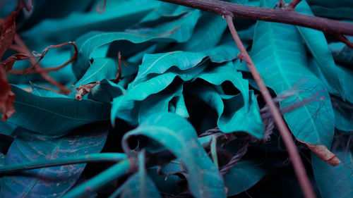 Full frame shot of leaves