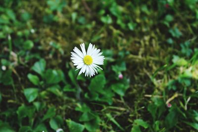 Close-up of white daisy flowers