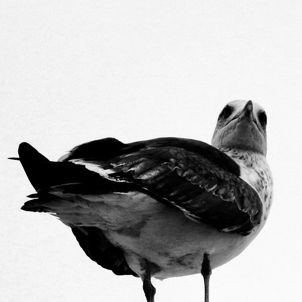 bird, animal themes, copy space, animals in the wild, wildlife, one animal, clear sky, studio shot, perching, close-up, white background, cut out, pigeon, no people, black color, nature, beak, feather, full length, day