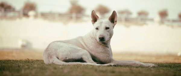 Dog running on field