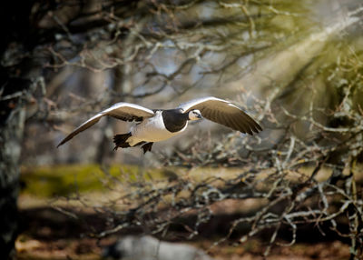 Barnacle goose flying over a lake