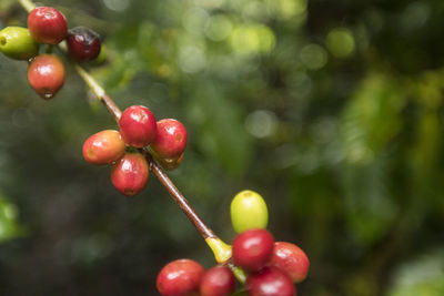 Raw red coffee beans growing on coffee plant
