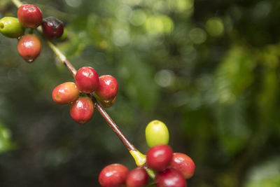 Close-up of red berries growing on plant