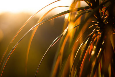 Close-up of crops on field against sky at sunset