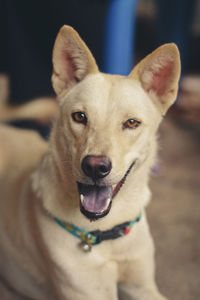 Close-up portrait of dog sticking out tongue