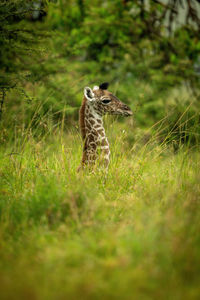 Young masai giraffe lying in long grass