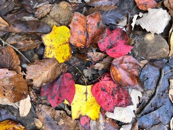 High angle view of autumn leaves on rock