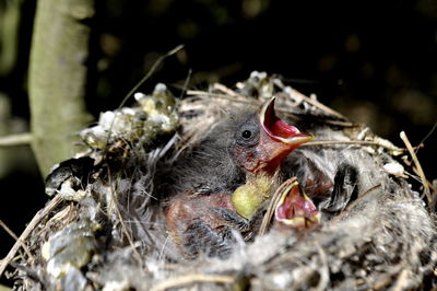 Close-up of young birds in nest