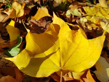 Close-up of yellow maple leaf