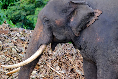 Close-up of elephant