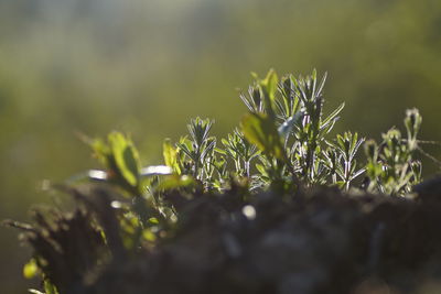 Close-up of fresh green plant