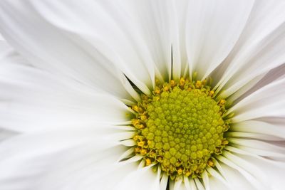 Close-up of fresh white sunflower blooming outdoors