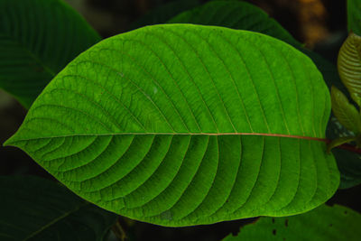 Close-up of green leaves