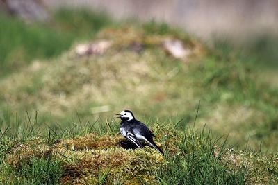 Bird perching on field