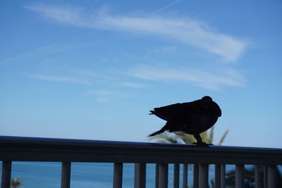 Low angle view of bird perching on railing