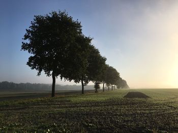 Tree on grassy field against sky