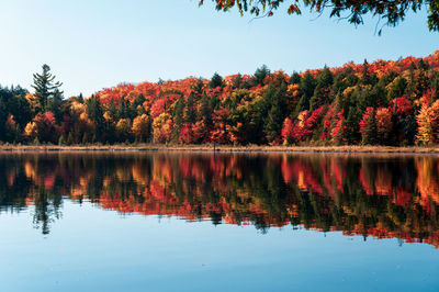 Scenic view of lake by trees against clear sky during autumn