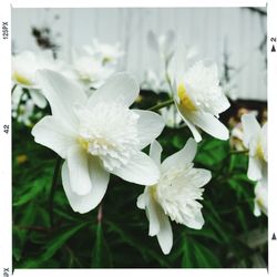 Close-up of white flower