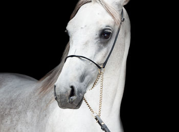 Close-up of horse against black background