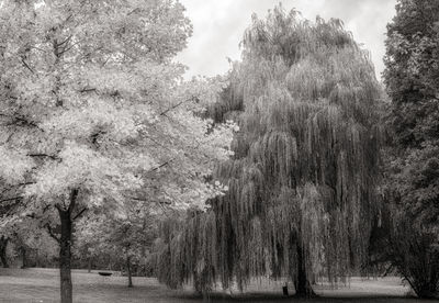 Trees in park against sky