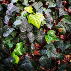 Full frame shot of fresh green leaves