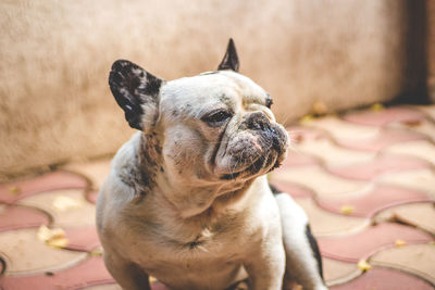 Close-up of dog looking away from camera