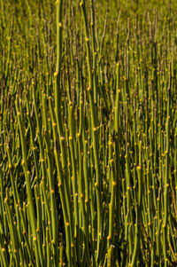 Full frame shot of corn field