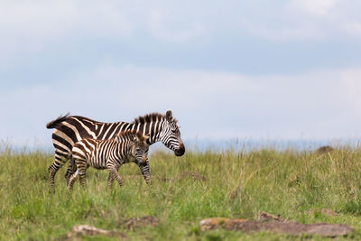 Zebras on a field