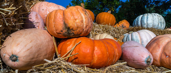 Pumpkins on field