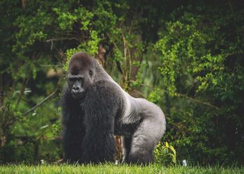 Close-up of gorilla at forest