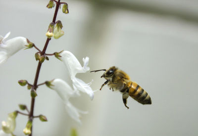 Close-up of bee on flower
