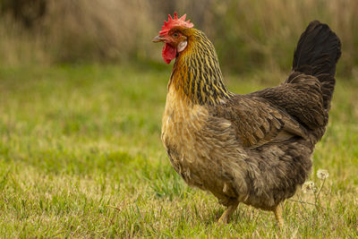 Brown Leghorn