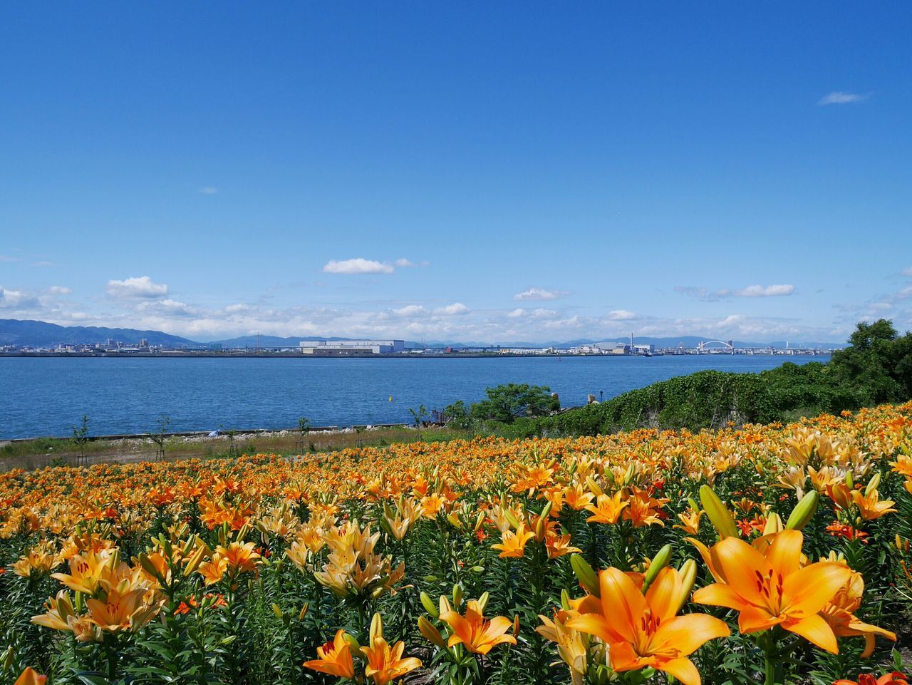 flower, beauty in nature, tranquil scene, water, scenics, nature, sky, freshness, tranquility, growth, plant, fragility, yellow, blooming, petal, blue, mountain, landscape, lake, sea