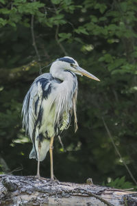 Bird perching on a lake