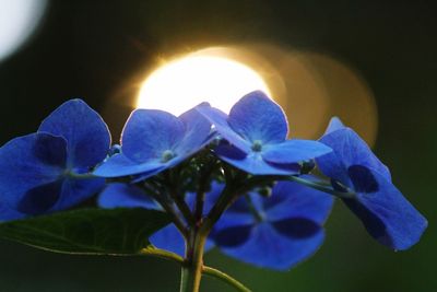 Close-up of purple flowers