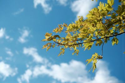 Low angle view of cherry tree against sky