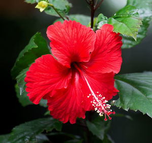 Close-up of red hibiscus flower