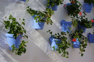 Close-up of pots with flowers on a white wall