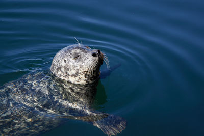 A seal in the water has the sunshine on its face.