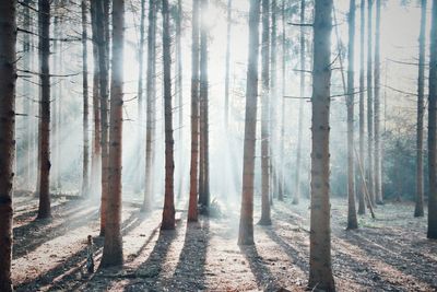 Panoramic shot of trees in forest