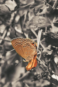 High angle view of butterfly on leaf