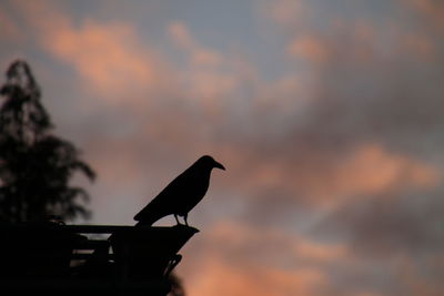 Close-up of bird perching on branch