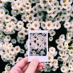 Close-up of hand photograph against white flowers